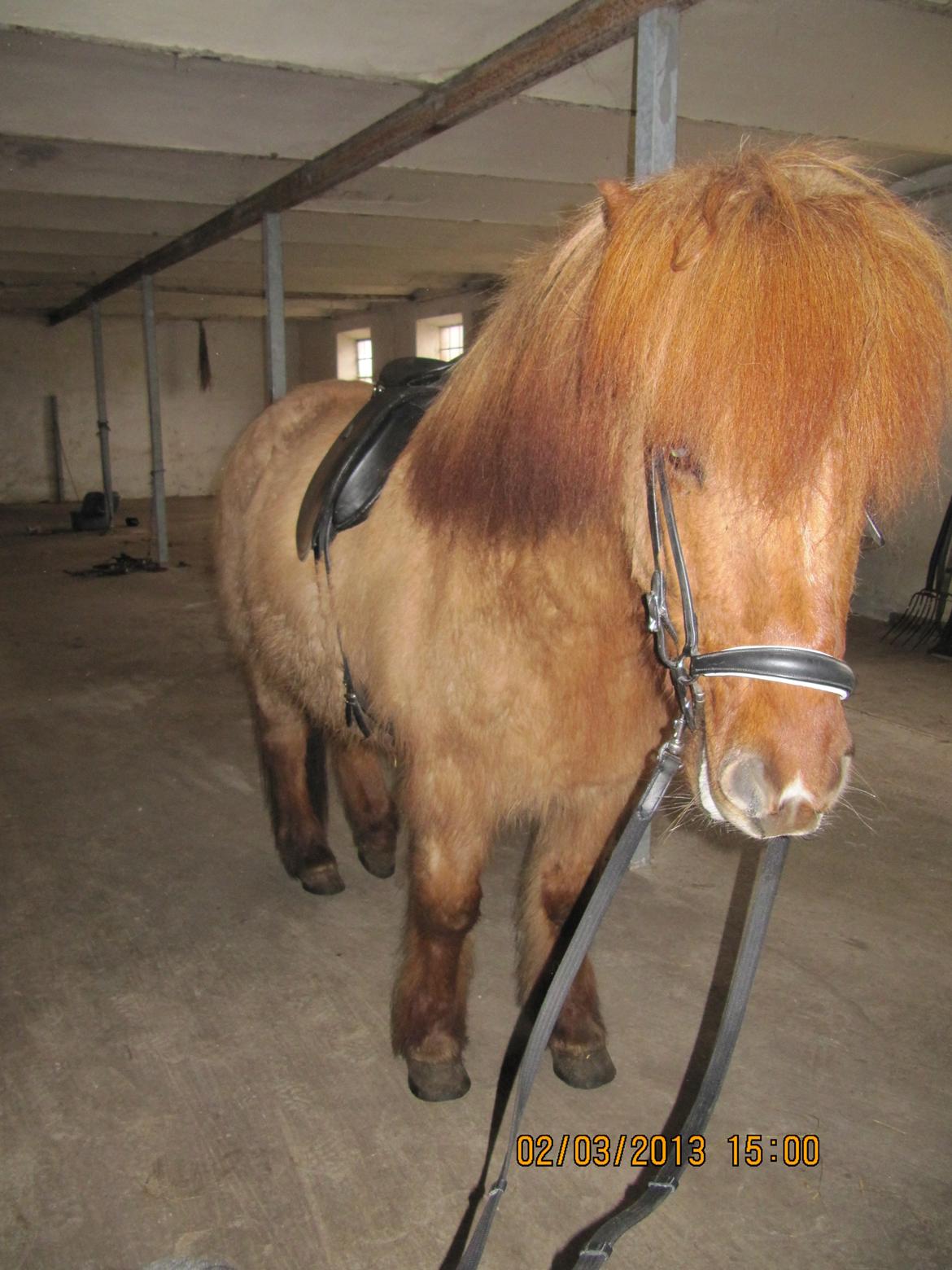 Islænder Baldur billede 2