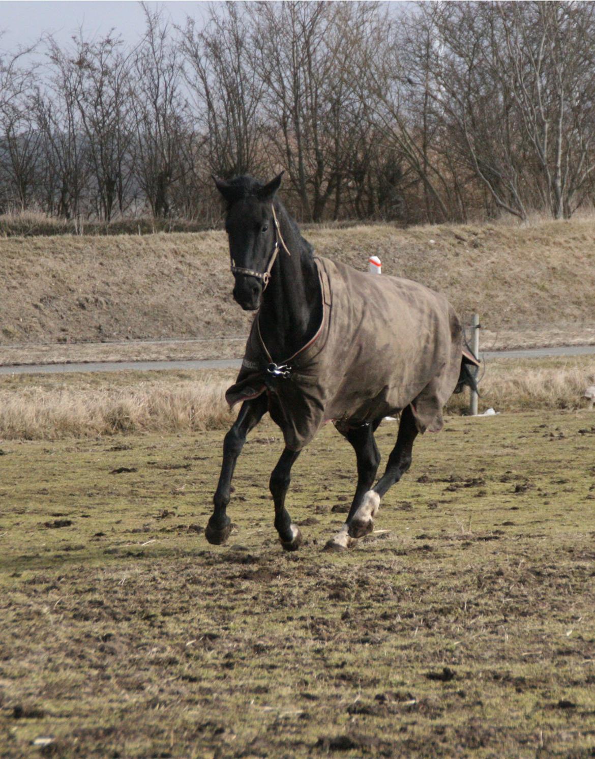 Dansk Varmblod Langagers Dooliwia - 2013 billede 12