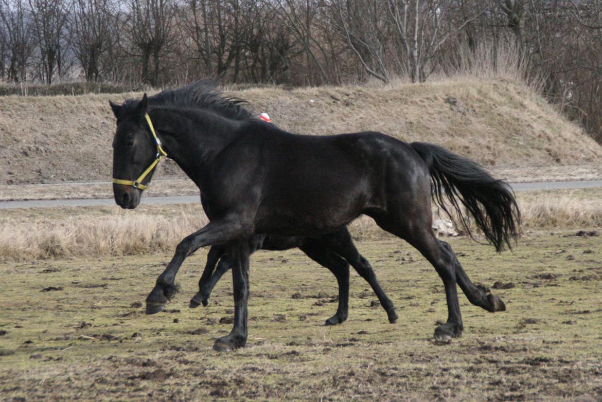 Anden særlig race Cindy billede 2