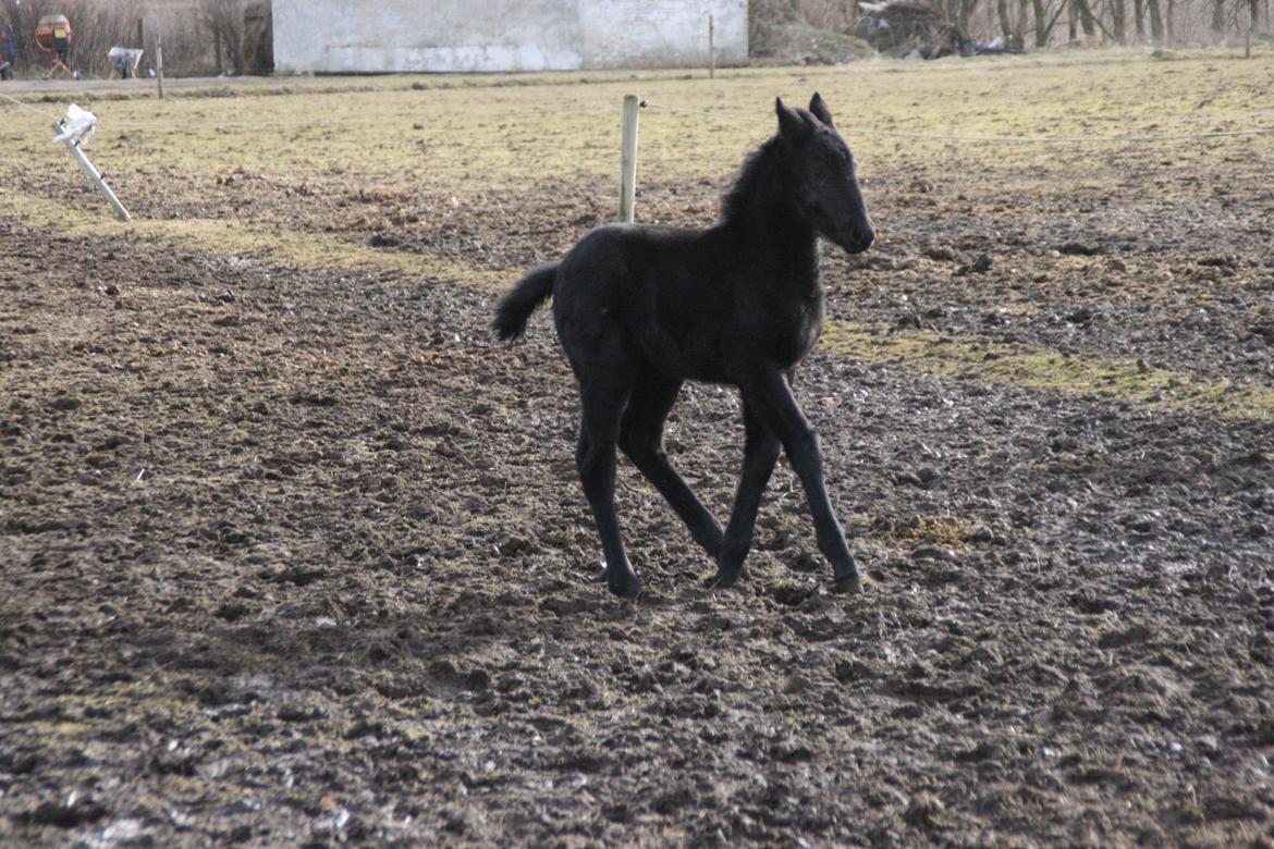 Anden særlig race Charmante billede 5