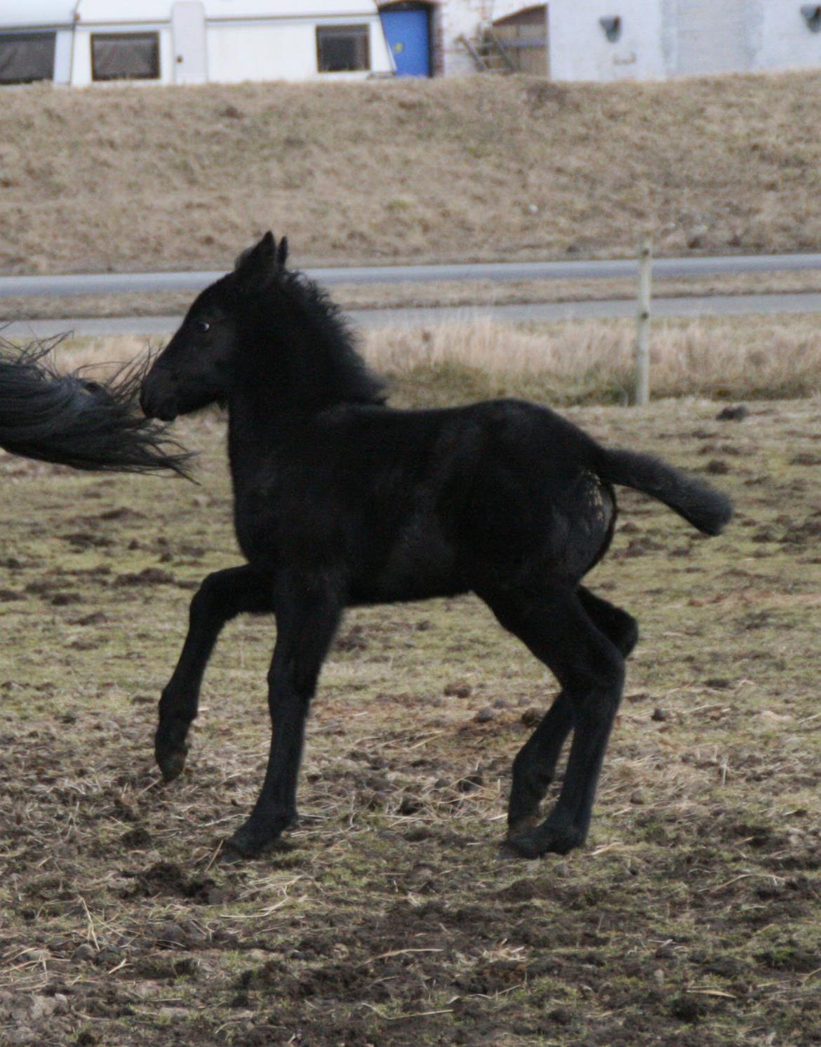 Anden særlig race Charmante billede 17