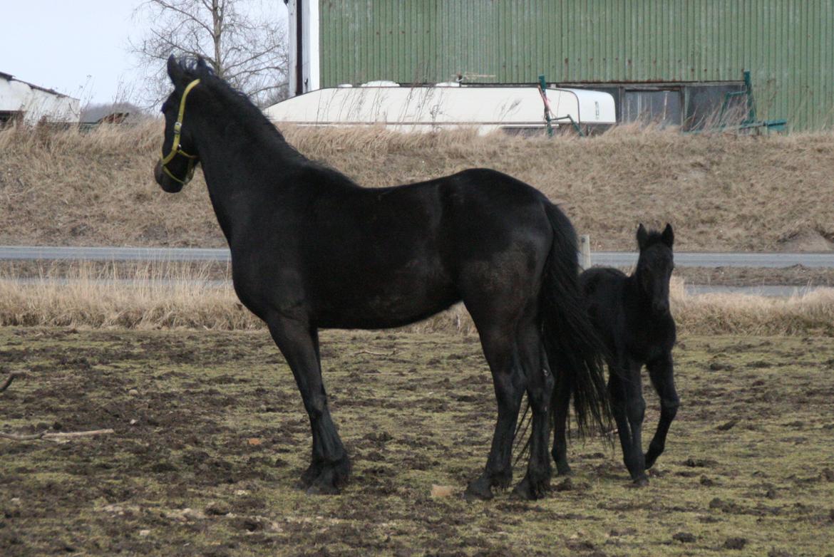 Anden særlig race Charmante billede 10