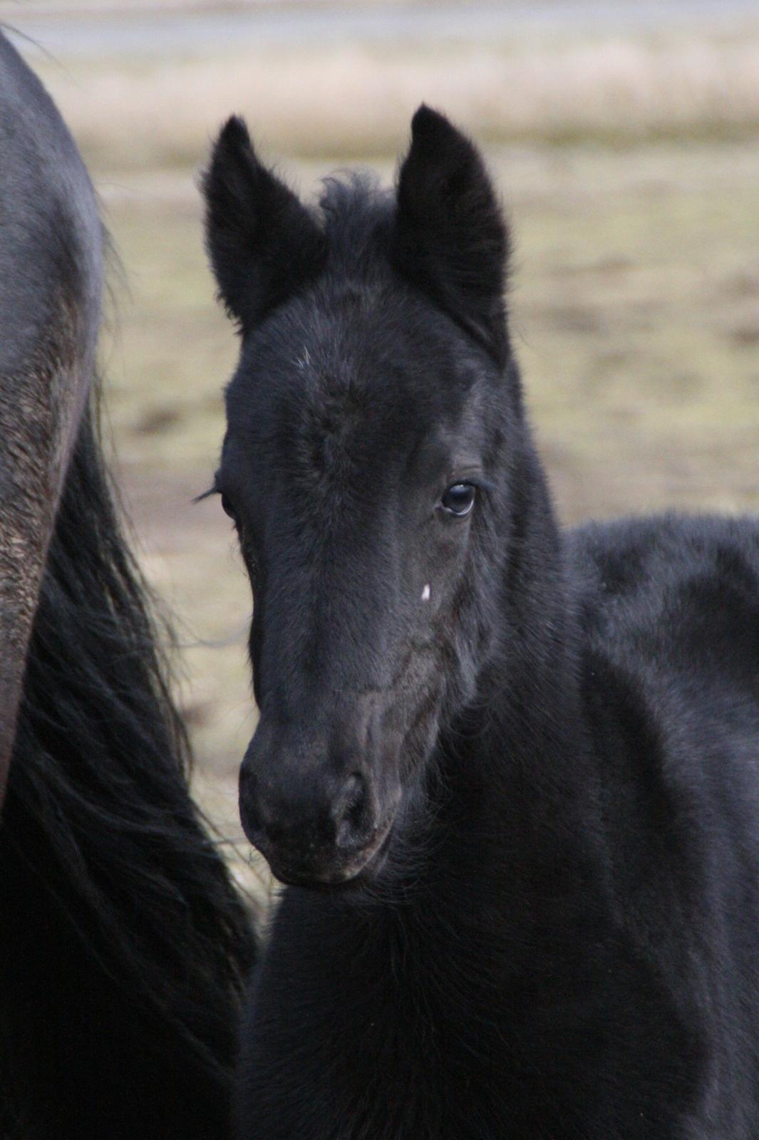 Anden særlig race Charmante billede 1