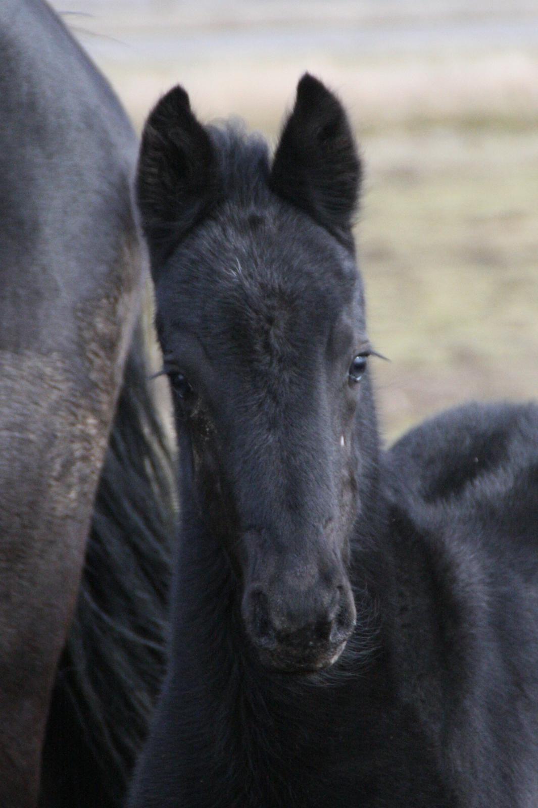 Anden særlig race Charmante billede 13