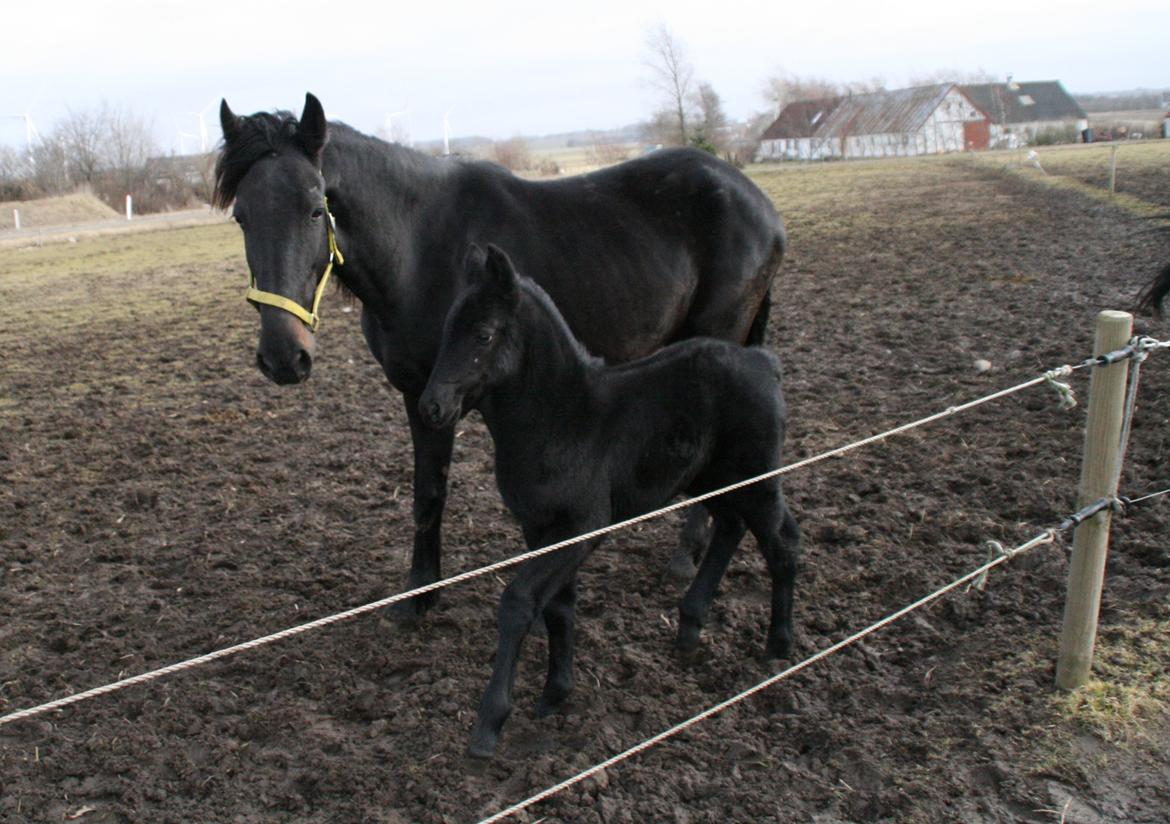 Anden særlig race Charmante billede 18