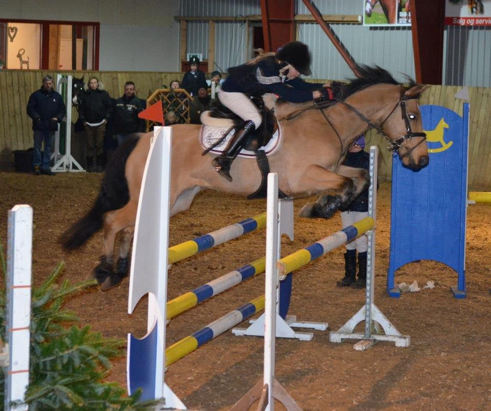 Irsk Sportspony Munsboro Cross billede 1