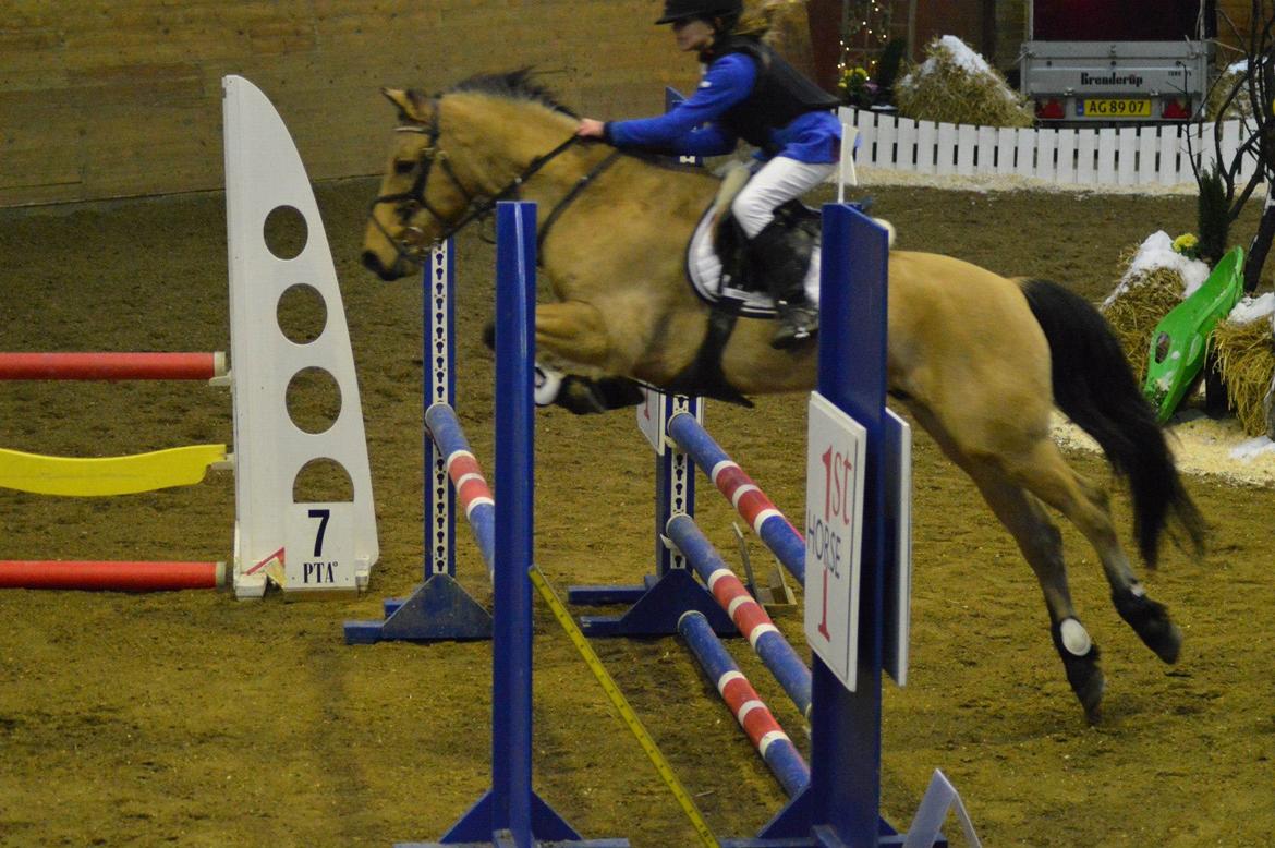 Irsk Sportspony Munsboro Cross billede 2