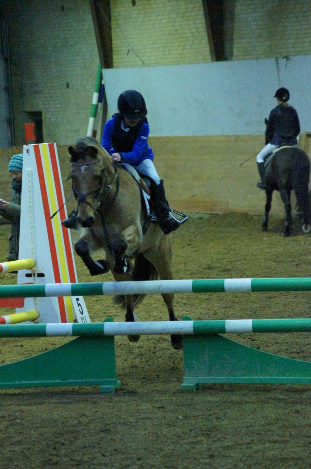 Irsk Sportspony Munsboro Cross billede 3