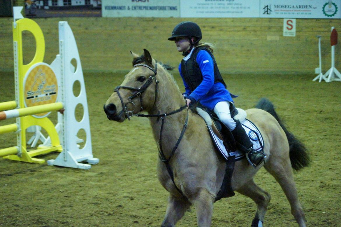 Irsk Sportspony Munsboro Cross billede 4