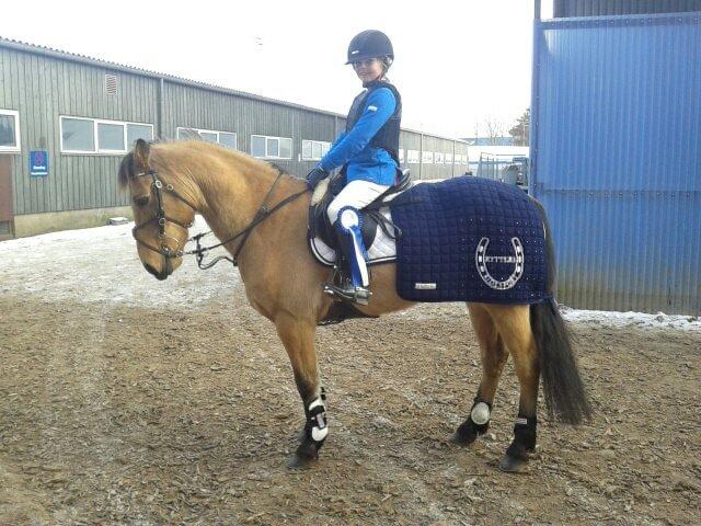 Irsk Sportspony Munsboro Cross billede 5