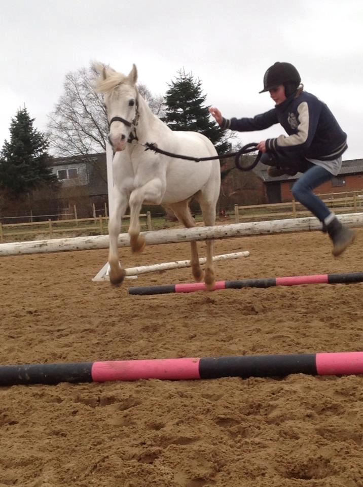 Welsh Pony (sec B) Stendyssen´s sunglimps <3 - Du så søøøød! <3  billede 14