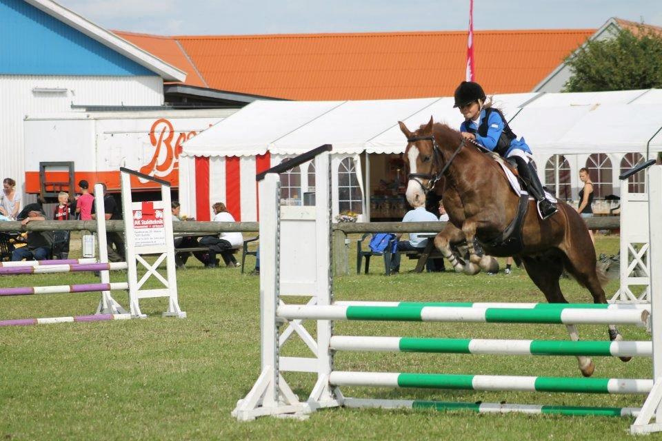 Anden særlig race FH. Pegasus billede 1