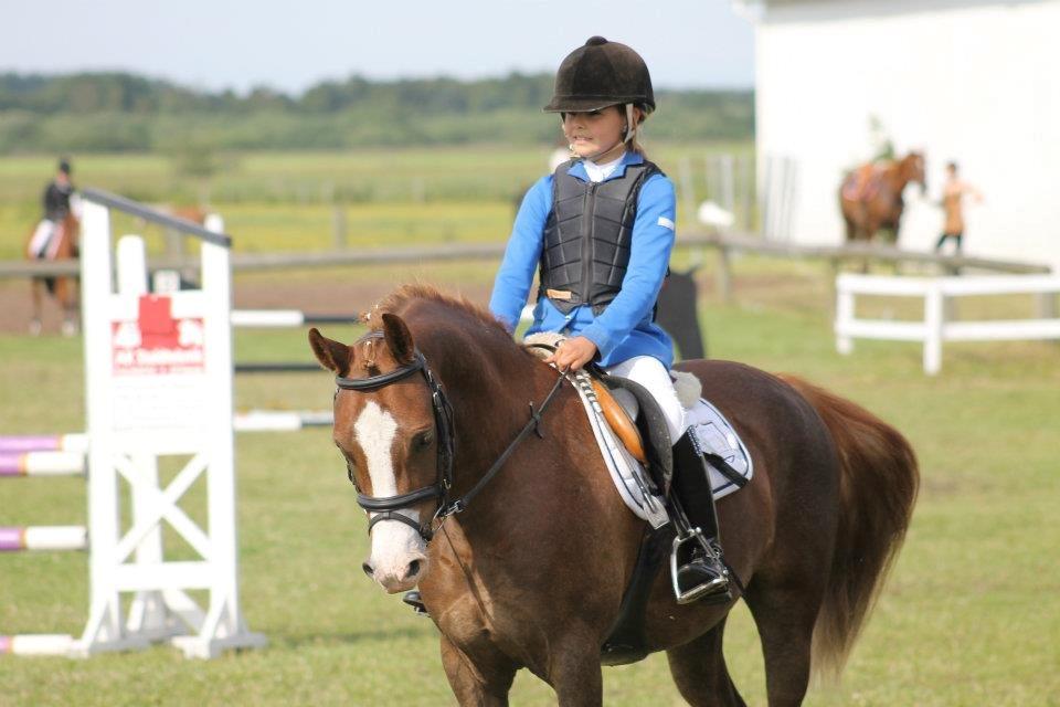 Anden særlig race FH. Pegasus billede 2