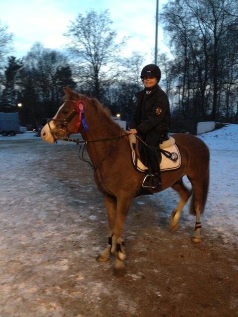 Anden særlig race FH. Pegasus billede 3