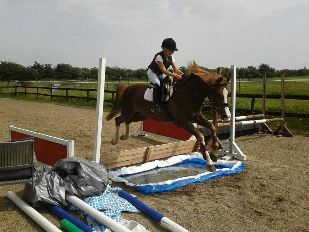 Anden særlig race FH. Pegasus billede 4