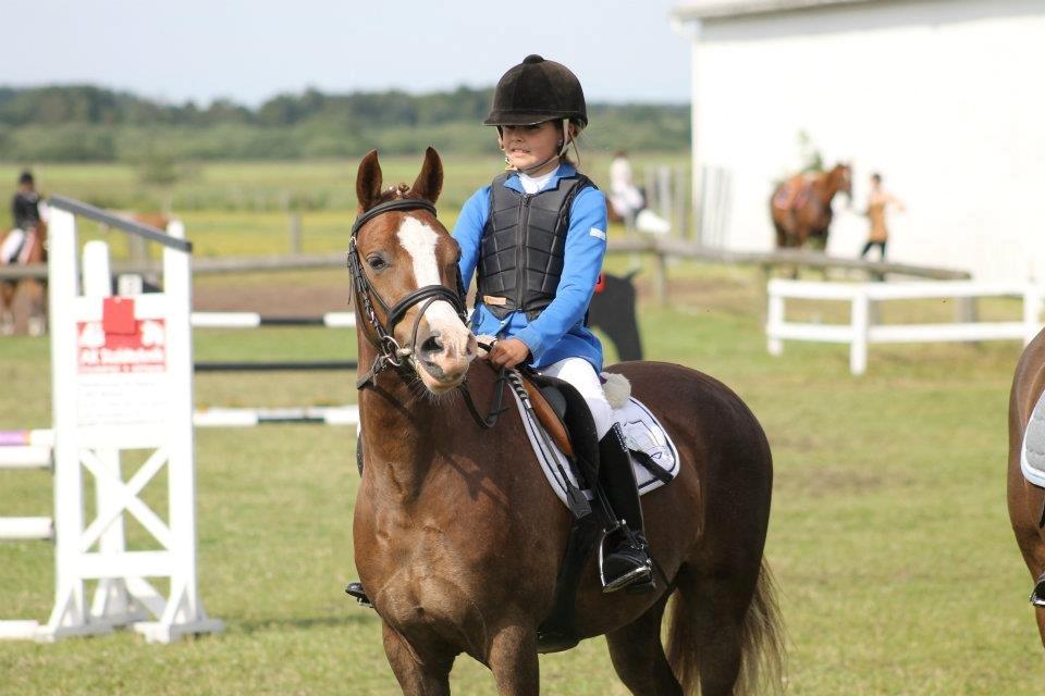 Anden særlig race FH. Pegasus billede 5