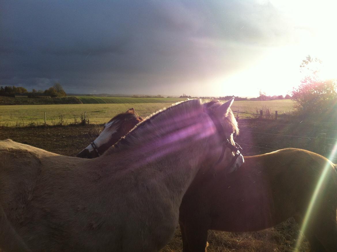 Pinto Dancing Rose - sammen med nyx:) billede 1