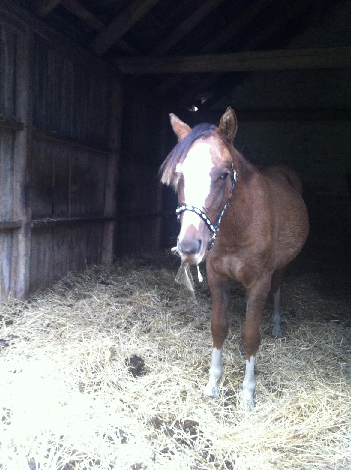 Pinto Dancing Rose - vores første møde.D billede 2