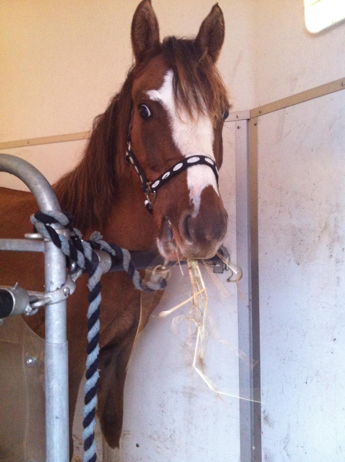 Pinto Dancing Rose - på vej hjem i trailer 1 time efter vores første møde:) billede 3