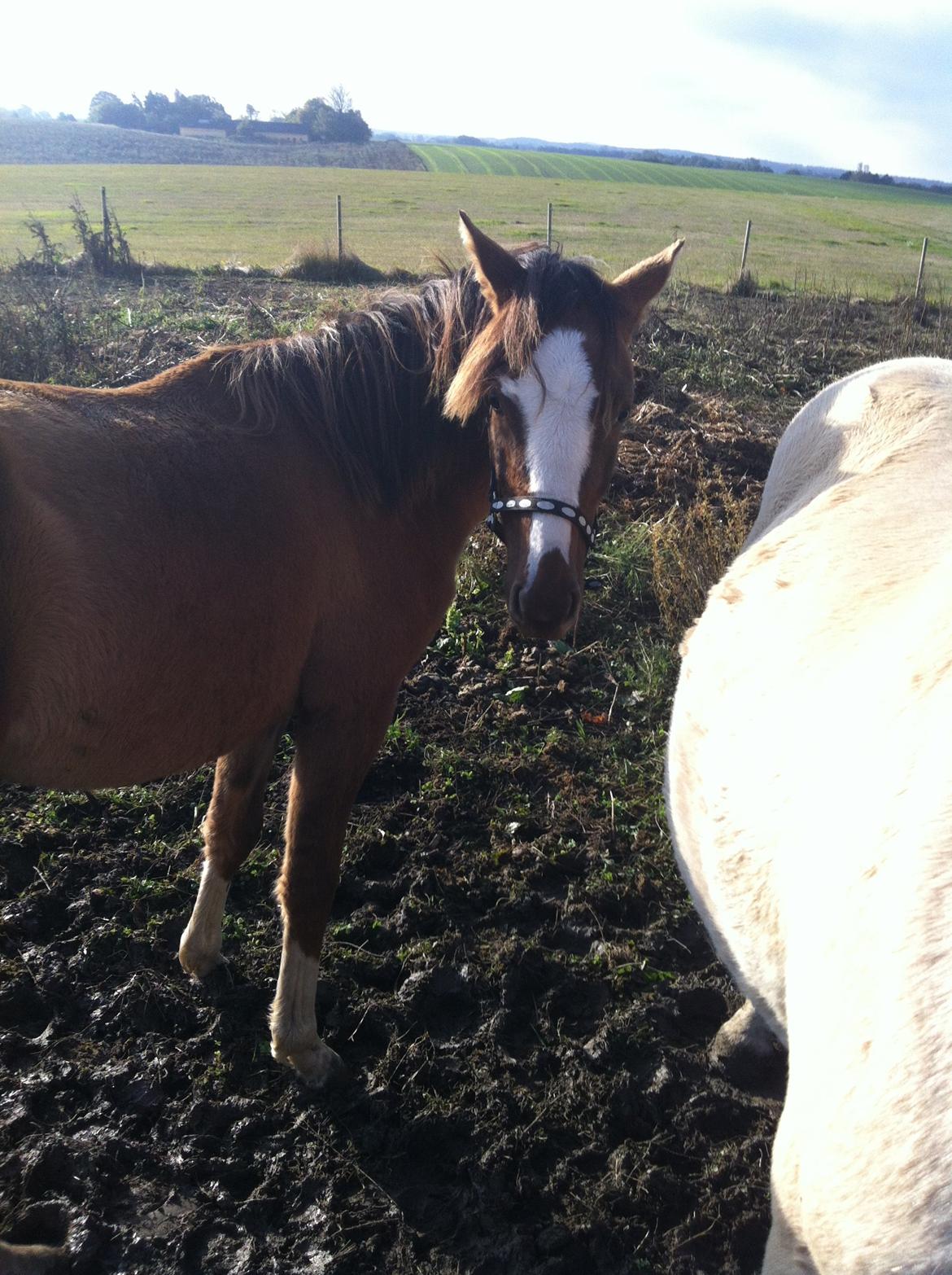 Pinto Dancing Rose billede 4