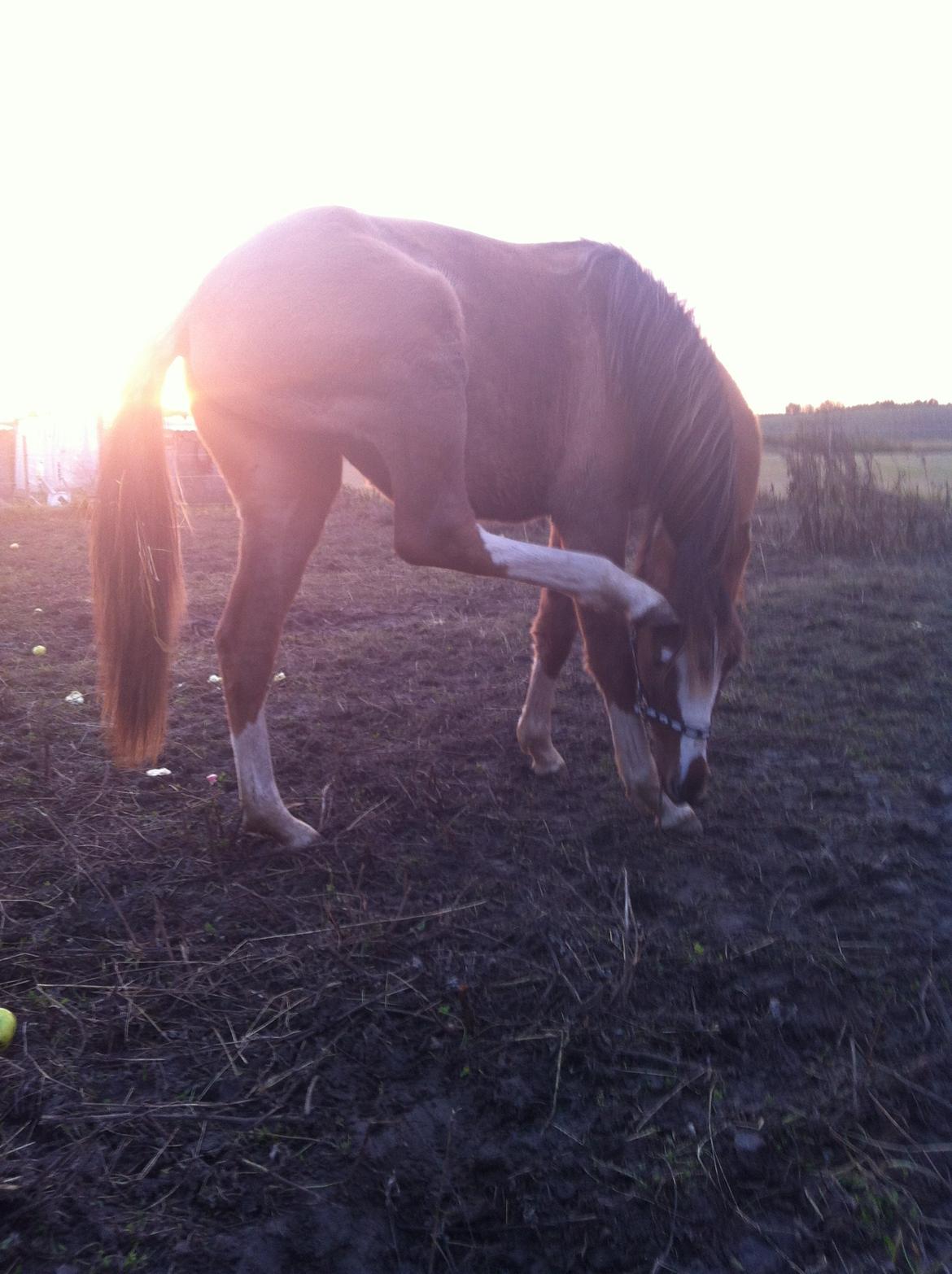 Pinto Dancing Rose billede 5