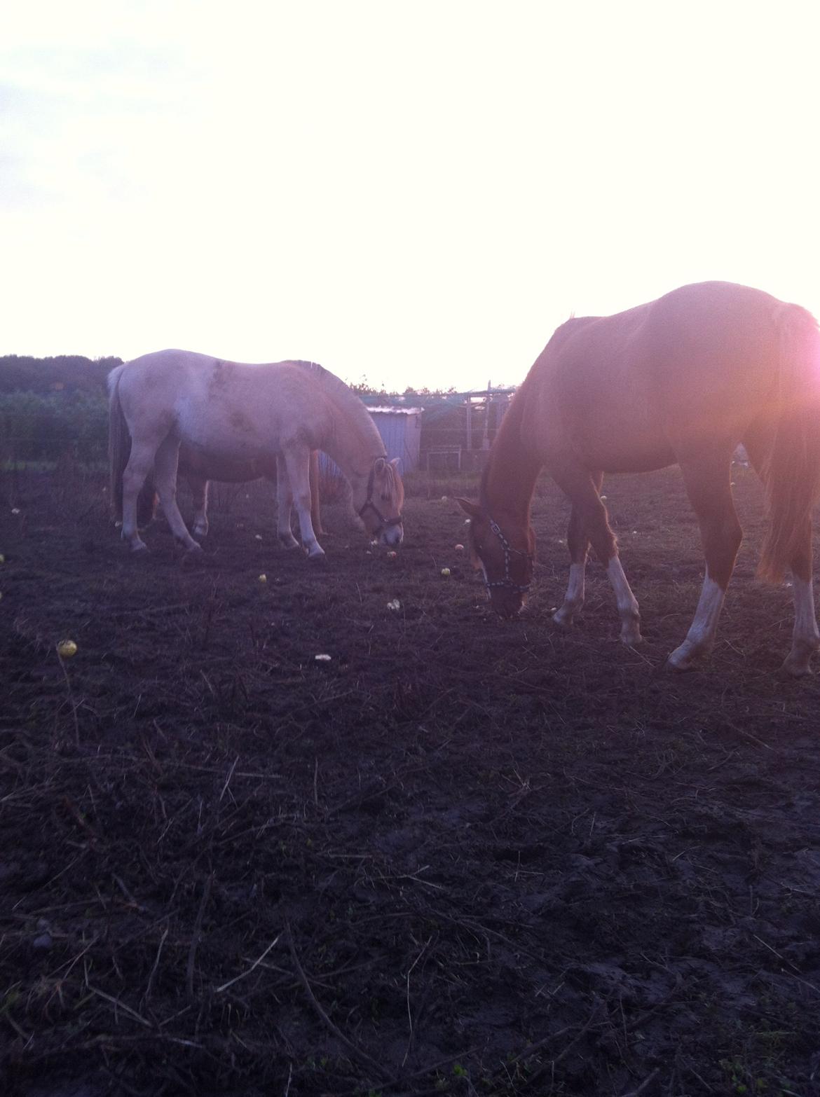 Pinto Dancing Rose billede 6