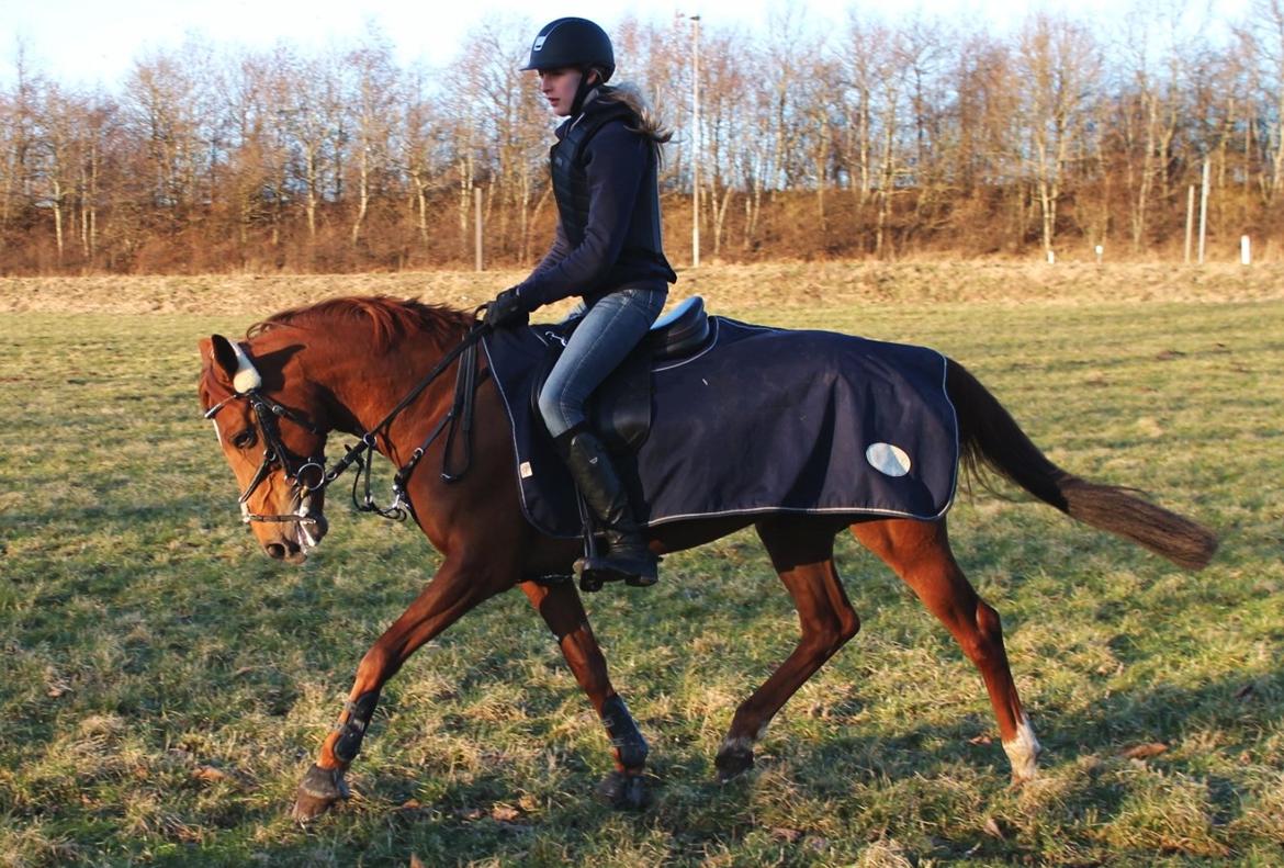 Anden særlig race Clements Penelope billede 13