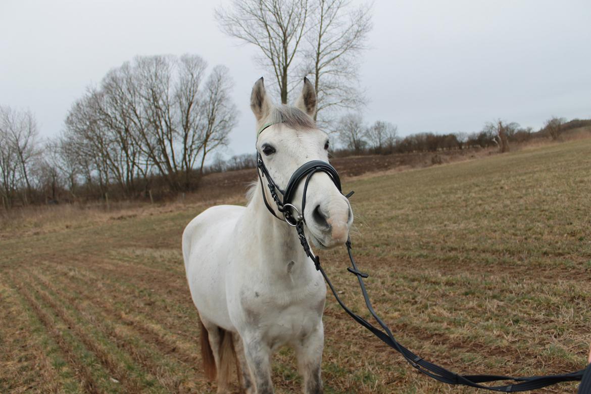 Anden særlig race Silver<3 - Charmetrold! 02-03-13 billede 10