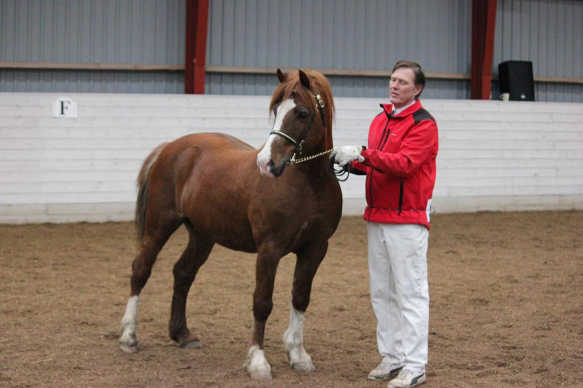 Welsh Pony af Cob-type (sec C) Brimstone Dylan billede 7