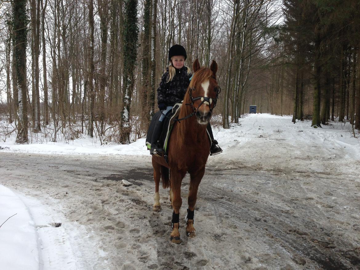 Anden særlig race Bazooka - I vinters 2012 <3 billede 4