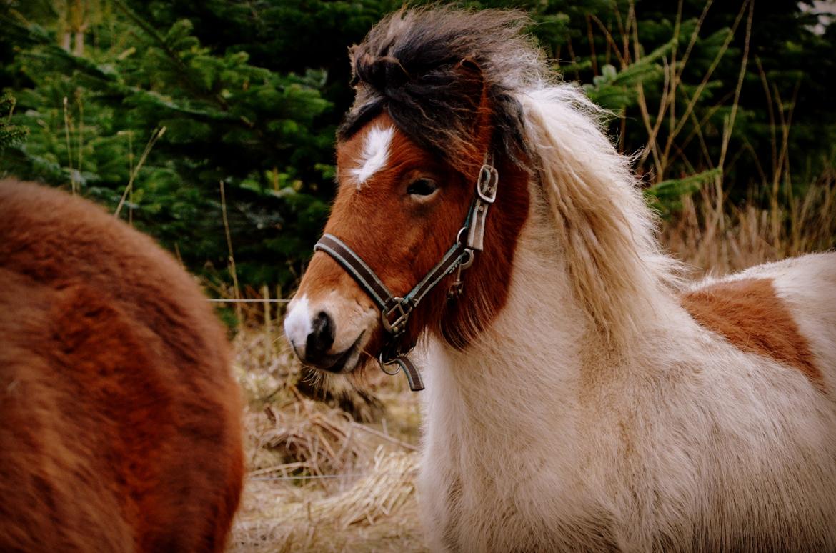 Islænder Mímir fra Havshøj - Just an ordinary day... started out the same old way, but then I looked into your eyes and knew today would be a first for me... the day I fall in love. billede 3
