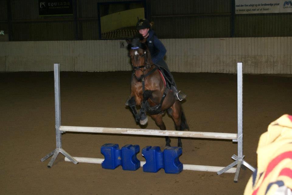 Hollandsk Sportspony Traquito. - Mig og Quito til springtræning!<3 billede 1