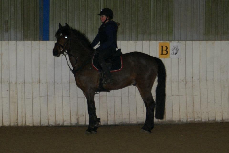 Hollandsk Sportspony Traquito. - Min pippi mus!<3 billede 2