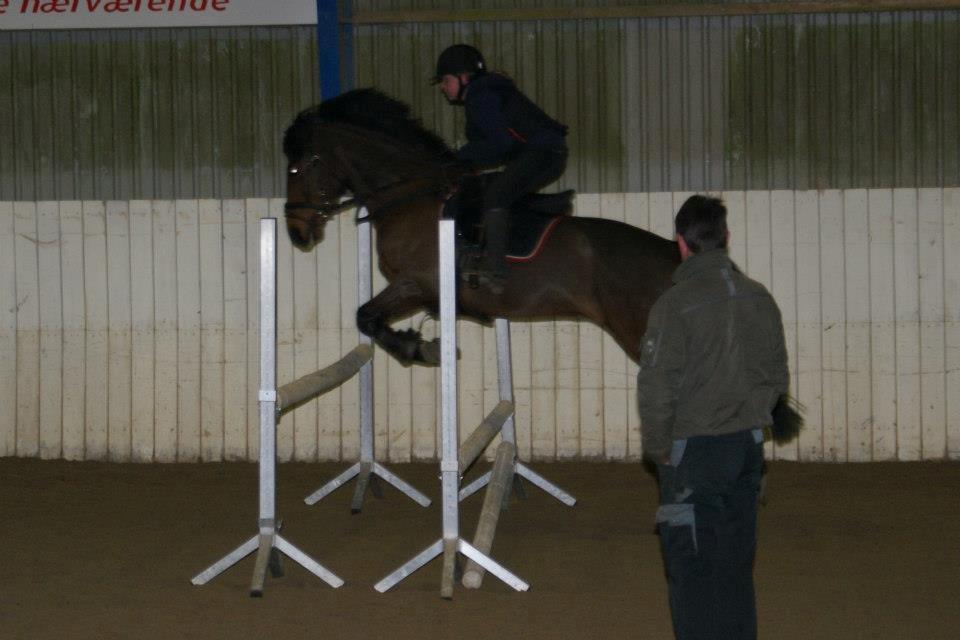 Hollandsk Sportspony Traquito. - Springtræning igen!<3 billede 3