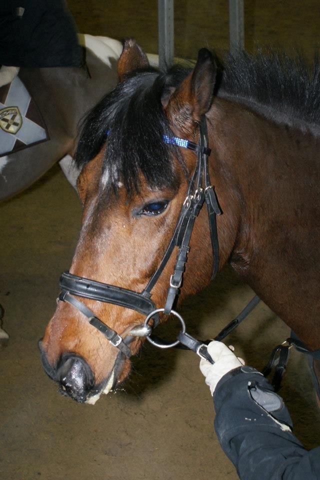 Hollandsk Sportspony Traquito. - Min skat!<3 billede 4