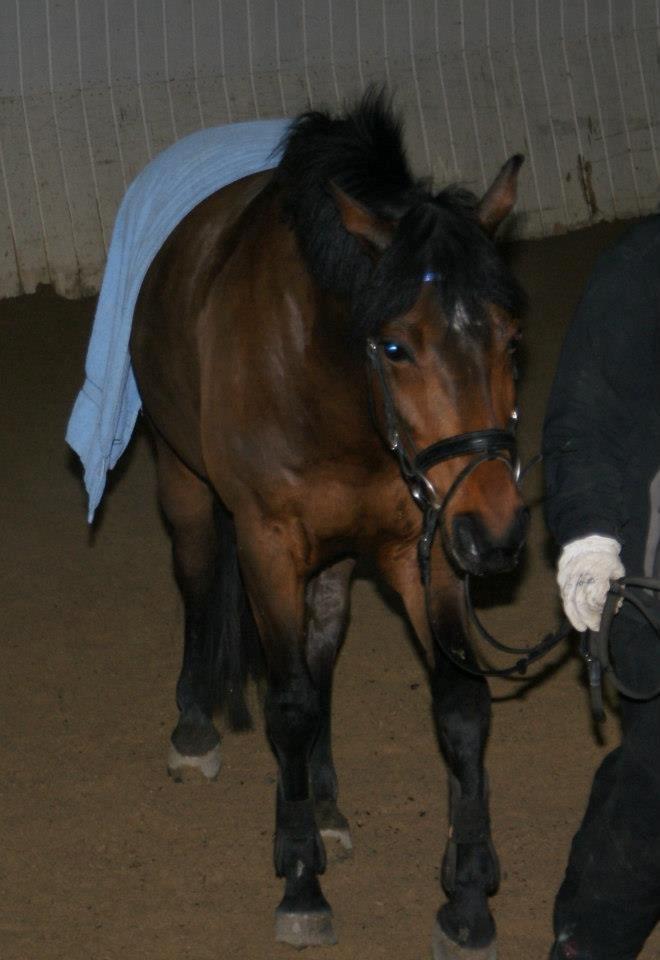 Hollandsk Sportspony Traquito. - Traquito'mussen!<3 billede 5