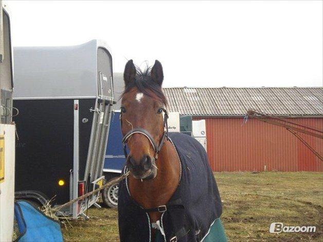 Anden særlig race Balou. - Bumle!! <3<3 billede 4