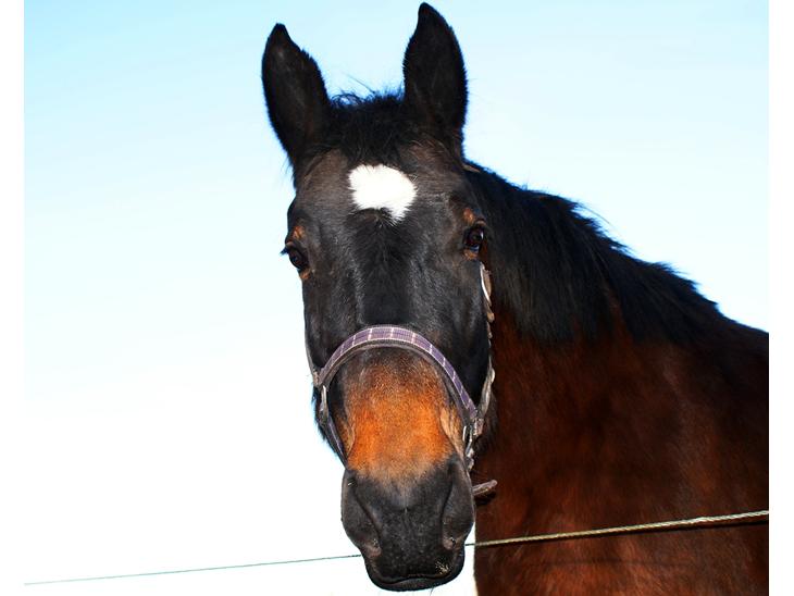 Oldenborg Amanda billede 1