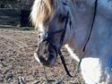 Fjordhest Anja<3 (My Soulmate<3).             (Solgt)