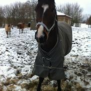 Traver Nok En Svimmel