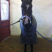 Traver Nok En Svimmel