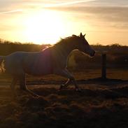 Arabisk fuldblod (OX) Emblem Rozetta