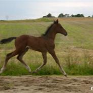 Dansk Varmblod Petrasmindes Lafayett