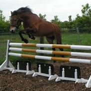 Exmoor Asterix - Aflivet