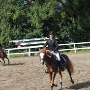 Anden særlig race Miss Sunshine (sunny) *SOLGT*