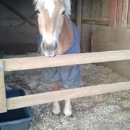 Haflinger Charming Cilla<3