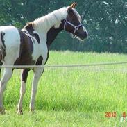 Pinto Araber Bandit Queen <3