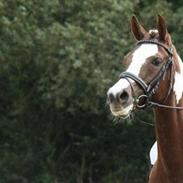 Pinto Araber Bandit Queen <3