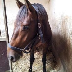 Dansk Varmblod Crescendo