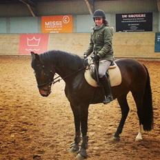 Dansk Varmblod Crescendo